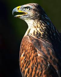Hawks New York Birds Of Prey Pictures Once In A While Mother Nature Presents A Dazzler Bird Serie Aves Raptors