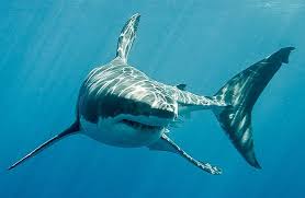 In this one, i am taking you through my drawing process when it comes to how i draw sharks. How To Draw A Shark Step By Step Adobe