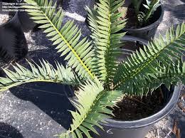 Image result for Encephalartos senticosus