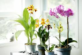 Image result for orchid cuttings