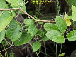 Image result for Cissus faucicola