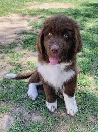 The newfoundland (commonly called 'newf' or 'newfie') originated in newfoundland, canada, descending from a mix of indigenous breeds with either viking dogs or the mastiffs of portuguese. Show Me Those Newfie Puppy Tongue S Heidi S Newfoundland Puppies Facebook