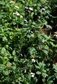 Image result for Crassocephalum rubens