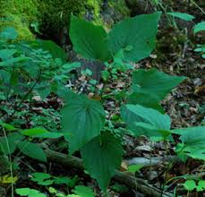 Image result for Dioscorea minutiflora