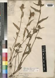 Image result for Floscopa glomerata