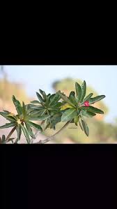 Image result for Crassocephalum vitellinum