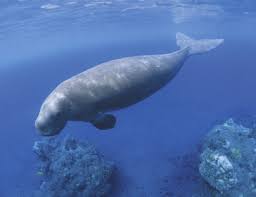 Dugongs are found in warm coastal waters from east africa to australia, including the red sea, indian ocean, and pacific. Dugong Dugong Dugon Sciencedirect