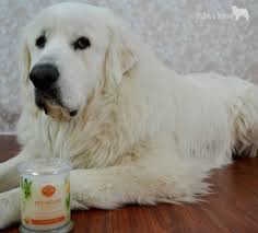 We do have a hallmark store in town. One Fur All All For Pets It S Dog Or Nothing