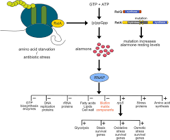 Find 52 ways to say stringent, along with antonyms, related words, and example sentences at thesaurus.com, the world's most trusted free thesaurus. Pathway Of Stringent Response With Rela Hydrolase Mutation During Download Scientific Diagram