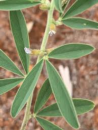 Image result for Ptycholobium