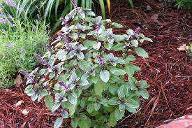 Check spelling or type a new query. African Blue Basil Alabama Newscenter