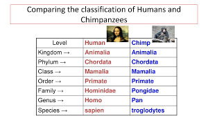 classification the six kingdoms note book ppt download