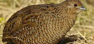 Enjoy the videos and music you love, upload original content, and share it all with friends, family, and the world on youtube. ÙÙˆØ§Ø¦Ø¯ ÙˆØ§Ø¶Ø±Ø§Ø± Ø§ÙƒÙ„ Ø§Ù„Ø³Ù…Ø§Ù†ÙŠØ­ØªÙˆÙŠ Ø§Ù„Ø³Ù…Ø§Ù† Ø¹Ù„Ù‰ Ø«Ù…Ø§Ù†ÙŠØ© ÙÙŠØªØ§Ù…ÙŠÙ†Ø§Øª Ø£Ø³Ø§Ø³ÙŠØ© ÙˆÙ…Ø¹Ø§Ø¯Ù† Ù…ÙˆÙ‚Ø¹ Ø§Ù„Ù…Ø¹Ù„ÙˆÙ…Ø§Øª