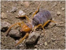 They have a tendency to really blend in nicely with their surroundings. Sun Spider Fun Animals Wiki Videos Pictures Stories Spider Identification Spider Arachnids