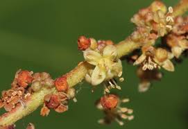 Image result for Lannea virgata