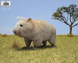 Wobmat Vombatidae 3d Model Wombat Model