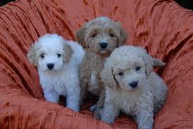 The goldendoodle gained popularity in the 1990's, and breeders soon began developing a smaller goldendoodles by introducing the mini. Micro Mini Goldendoodles For Sale In Crosby Ohio Classified Americanlisted Com