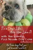 Image result for how to build a dog obstacle course with pool noodles
