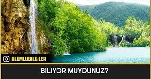 Anlamlii 2020 Biliyor Muydunuz Gercekler Resimler