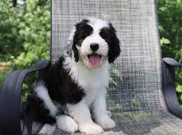F1 Standard Sheepadoodle Sheepadoodle Puppy Sheepadoodle Pet Breeds