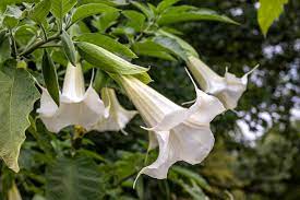 When people see their first angel trumpet, they are awed by the giant 10in long exotic flowers and powerful nocturnal lemon scent. Angel S Trumpet Better Homes Gardens