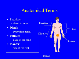 To begin with, the division of the body into anatomical planes assumes that an individual is in an upright position. Anatomical Terms Anatomical Position All Descriptions Of The Body Start With The Assumption That The Body Is In The Anatomical Position Standing Face Ppt Download