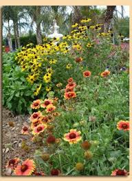 Native plants for coastal dune resotration: List Of Plants Native To Florida Sold At Biosphere Consulting Nursery In Winter Garden Florida Native Plants Native Plants Winter Garden