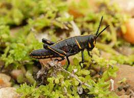 Jovonn hill shares his knowledge of eastern lubber grasshoppers in the beautiful longleaf pine savannah in thomasville, ga! Eastern Lubber Grasshoppers Gardening Solutions University Of Florida Institute Of Food And Agricultural Sciences
