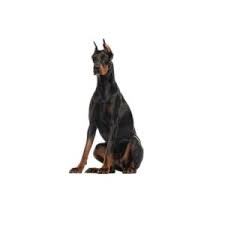 Please leave a message and we will be with you in a timely fashion. Doberman Pinscher Puppies Petland Bradenton