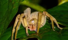 Phtx3 is found in the venom of the brazilian wandering spider. Brazilian Wandering Spider Facts Bite Habitat Information