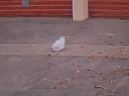 Katy perry famously questions at the opening of 'firework', forever bringing to mind that scene in american beauty where ricky videotapes . American Beauty Thomas Newman From The Plastic Bag Scene Coub The Biggest Video Meme Platform