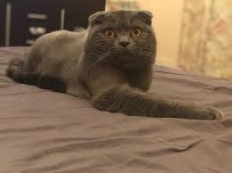 pin na doske scottish fold