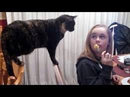 The Impossible Try Not To Laugh Challenge Best Funny Animal Compilation Youtube Funniest animal videos releases funny animal fails and compilations from all around the world for your joy entertainment.