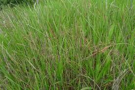 Image result for Phacelurus