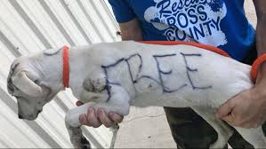Free breakfast can be enjoyed at the following pet friendly hotels in cleveland Puppy Found With The Word Free Written On Fur With Permanent Marker Wkyc Com
