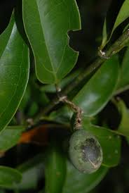 Image result for Strychnos usambarensis