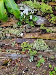 Image result for Cercestis congensis