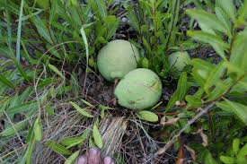 Image result for Strychnos gossweileri