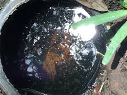 Brick city pest control's pest specialists are state of florida certified in all categories of wood destroying organism control. Bob Klepac Exterminating Service