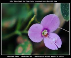 Image result for Canscora diffusa