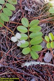Image result for Tephrosia elata
