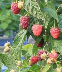 Wachsende himbeeren, jeder gärtner neigt dazu, eine reiche ernte von großen süßen beeren. Himbeeren Vermehren Tipps Aus Der Himbeer Baumschule