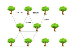 1 ekar = 43,560 kaki persegi. 1 Ekar Berapa Pokok Jarak Tanam Durian Bukit Tapah Durian Orchard