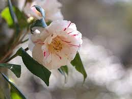 椿 沖の石 plants flowers nature