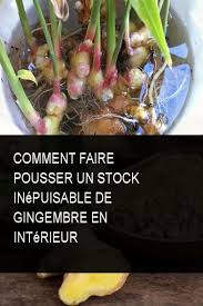 Comment Faire Pousser Un Stock Inepuisable De Gingembre En Interieur Comment Faire Un Jardin Gingembre Gingembre Plante