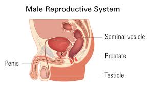 Image result for Prostate Anatomy