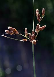 Image result for Fimbristylis ferruginea