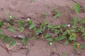 Image result for Ipomoea plebeia