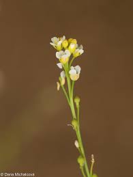 Image result for Cuscuta abyssinica