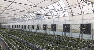 Ce marked industrial or greenhouse ventilation exhaust fans greenhouse circulation fan a fresh supply of fresh air and equal maintenance of temperature and humidity is a must for any sort of. Greenhouse Ventilation And Cooling Blower Fan Minxin Industrial